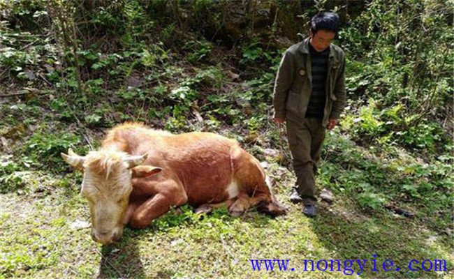 牛食用爛紅薯中毒的癥狀表現(xiàn)、診治與治療方法