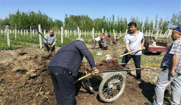 樹莓怎么進行施肥管理