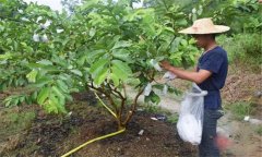 番石榴修剪方法與疏花疏果、果實套袋技術(shù)要點