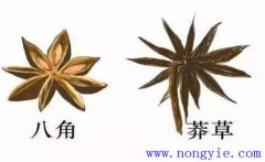 莽草和八角區(qū)別 莽草樹的生態(tài)習性與栽培管理