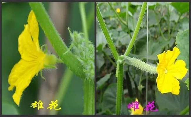 增加雌花數(shù)的黃瓜調節(jié)劑