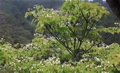 種植油桐樹的經(jīng)濟(jì)價(jià)值有哪些 油桐樹的栽培管理