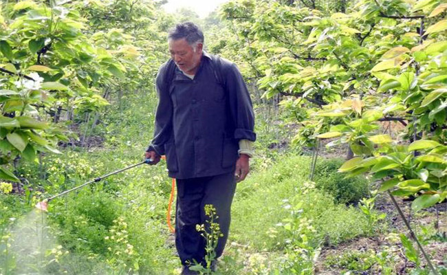 草銨膦噴灑后多長(zhǎng)時(shí)間下雨有效