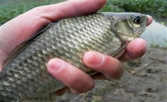 野生鯽魚一般多少錢一斤 野生鯽魚最大長(zhǎng)多重