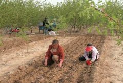 山藥種植前如何處理，種植山藥如何整地挖溝