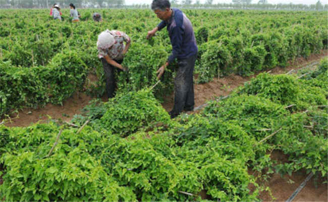 山藥種植與栽培管理要點(diǎn)