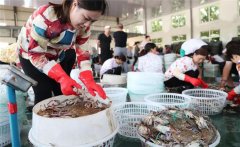 梭子蟹一般在幾月份上市，怎樣挑選肥的梭子蟹