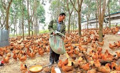 養(yǎng)雞用鹽的講究:飼料食鹽用量、食鹽中毒的防治