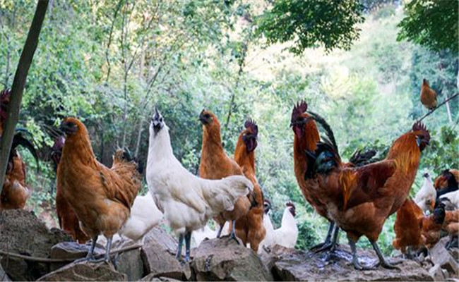 肉用土雞的飼料與營(yíng)養(yǎng)需要