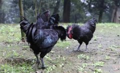 烏骨雞的常用礦物質(zhì)、維生素飼料簡介