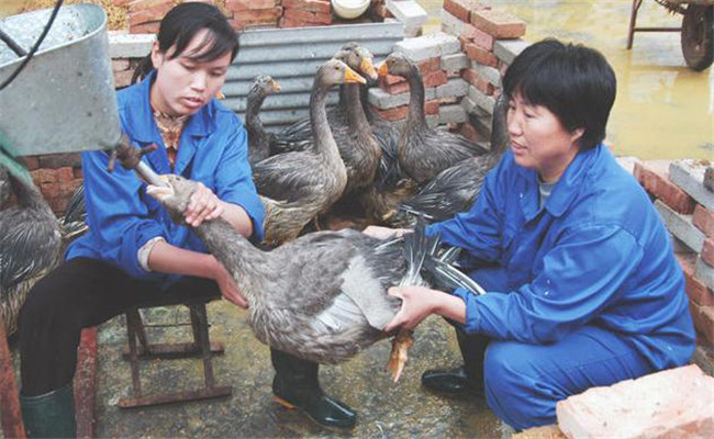 鴨子的填飼方法和注意事項