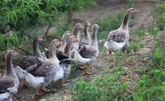 生產(chǎn)肥肝鵝的品種、性別與年齡選擇問題