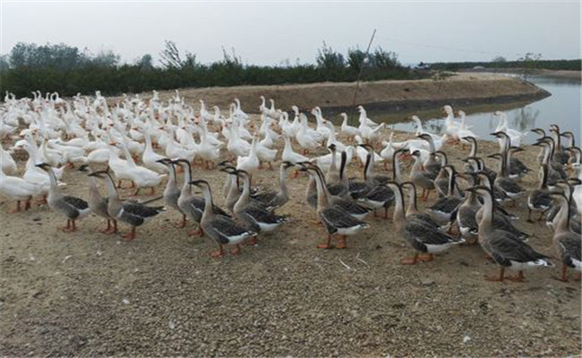 冬鵝快長速肥飼養(yǎng)技術