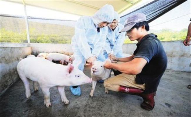 養(yǎng)豬場合理使用疫苗需注意的問題