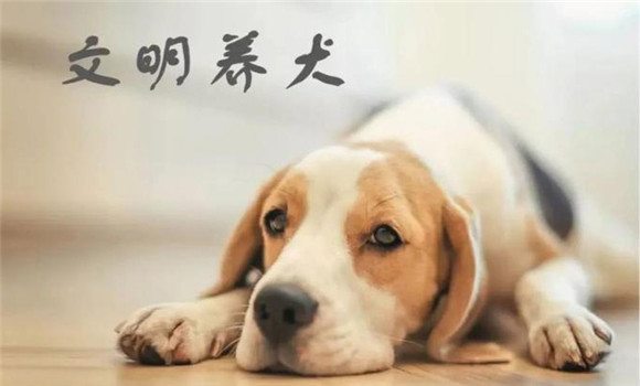 搞好犬體衛(wèi)生