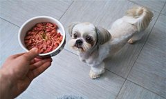 犬飼料中為何要添加鐵、銅等微量元素