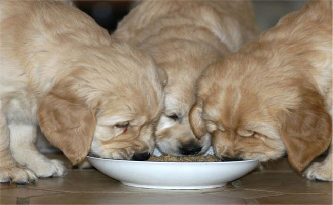 犬飼料調(diào)制的基本原則