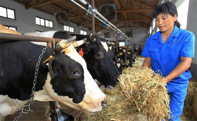 用氨化飼料飼喂家畜需要注意什么