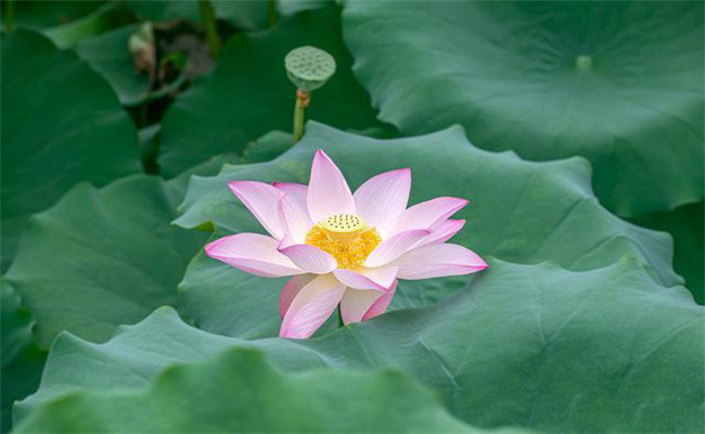 荷花和蓮花有區(qū)別嗎