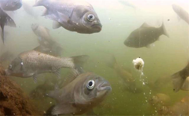 鯽魚產(chǎn)卵需要什么條件