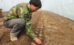 生姜的種植密度是多少？生姜浸種消毒新配方