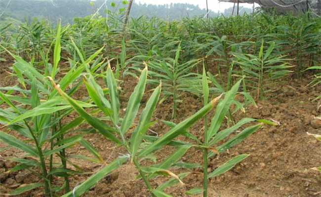 生姜除草可以使用哪些除草劑