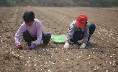 大蒜什么時(shí)間種植，如何掌握大蒜種植深度？