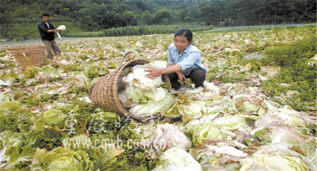 如何預防大白菜爛幫