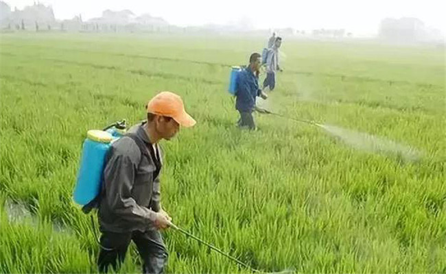 使用小麥除草劑注意什么