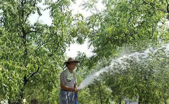 棗樹(shù)噴施葉面肥的濃度要求