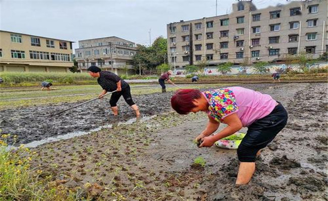 谷雨兩旁，西瓜下秧