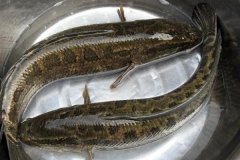 黑魚(yú)最大能長(zhǎng)多少斤，黑魚(yú)與鯰魚(yú)有什么區(qū)別