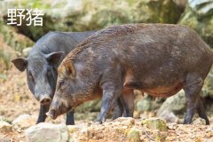 野豬一般幾點出來活動，野豬和疣豬哪個更厲害