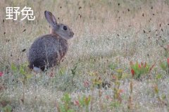 養(yǎng)野兔犯法嗎？養(yǎng)野兔子要注意什么？