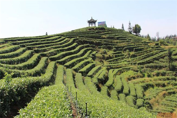 低產(chǎn)茶園的幾種情況