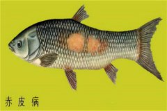 養(yǎng)殖魚類怎樣防治赤皮??？如何預防？