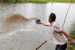 怎樣給魚體消毒 魚種藥物浸洗法(藥浴法)簡介