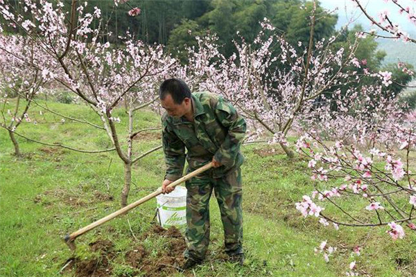 桃樹施肥應(yīng)注意哪些事項(xiàng)