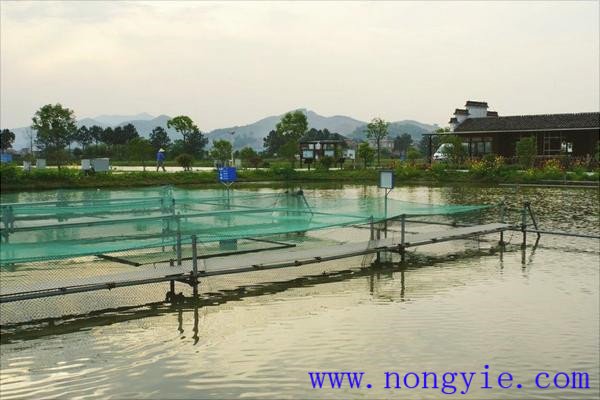 池塘養(yǎng)魚與大農業(yè)結合的必要性