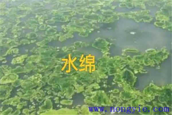 如何清除和控制水綿、水網(wǎng)藻和湖靛等敵害生物