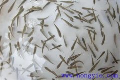 怎樣高效益養(yǎng)殖異育銀鯽 其魚苗魚種如何培育？