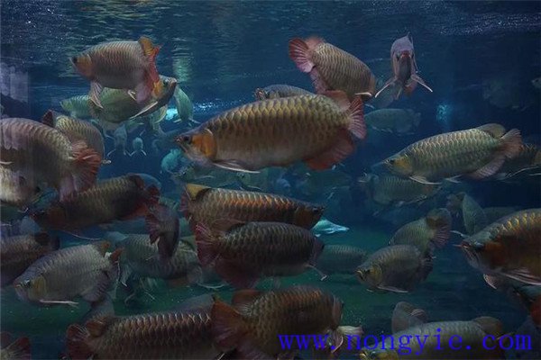 在成魚池中魚類混養(yǎng)有什么好處