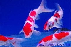 在水族箱中喂養(yǎng)錦鯉要注意些什么？