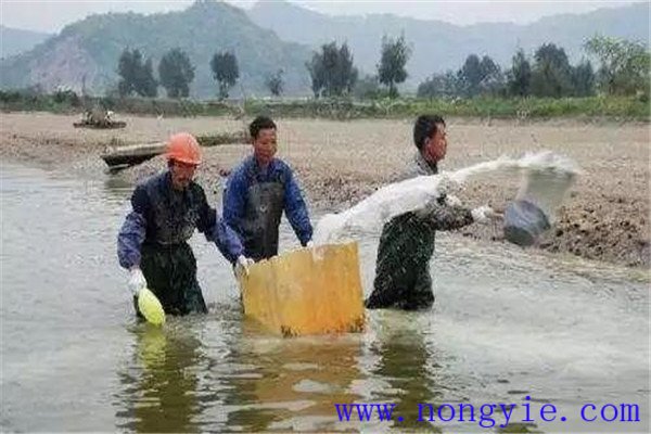 魚塘施肥方法及注意事項(xiàng)