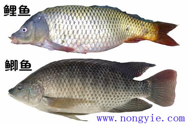 鯉魚(yú)、鯽魚(yú)