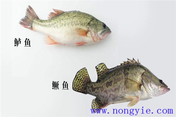 鱖魚(yú)、烏鱧、加州鱸