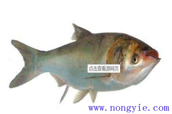 鰱魚(yú)的雌雄外部特征