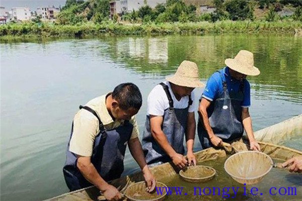 魚飼料的消毒