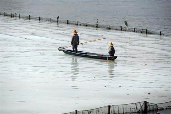 清除野雜魚(yú)，減少爭(zhēng)食者