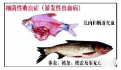 怎樣防治淡水魚(yú)細(xì)菌性敗血癥